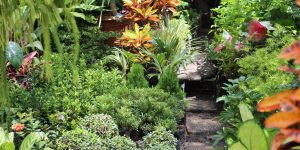 homegrown organic produce in a lush garden