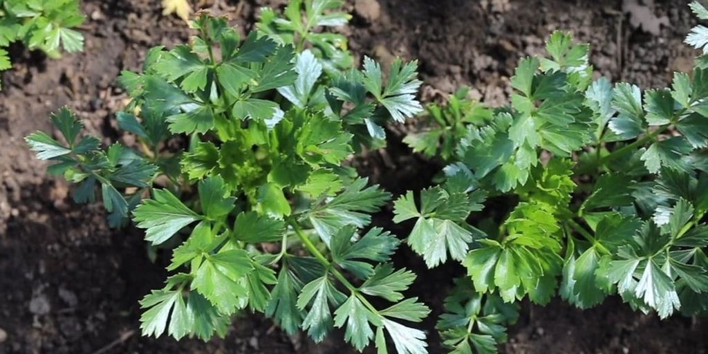 beginner gardener planting flowers in a backyard garden