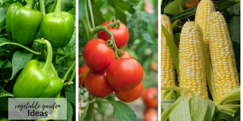 indoor vegetable garden with beginner-friendly setup